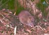 brown rat
